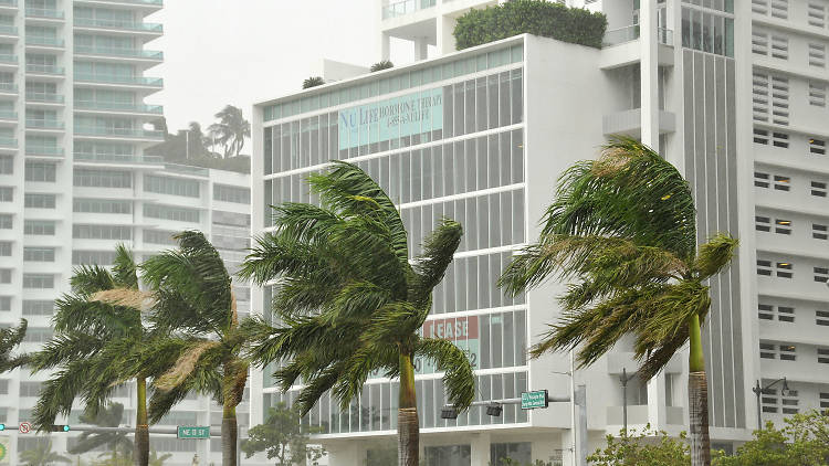 Brickell palm trees during a hurricane