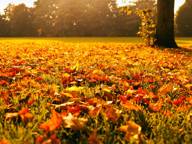10 versões de “Autumn Leaves” 10 versões de “Autumn Leaves”