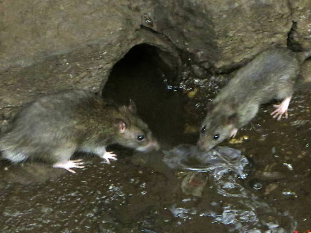 Sign up now for a "Rat Academy" on the Upper West Side Sign up now for a "Rat Academy" on the Upper West Side