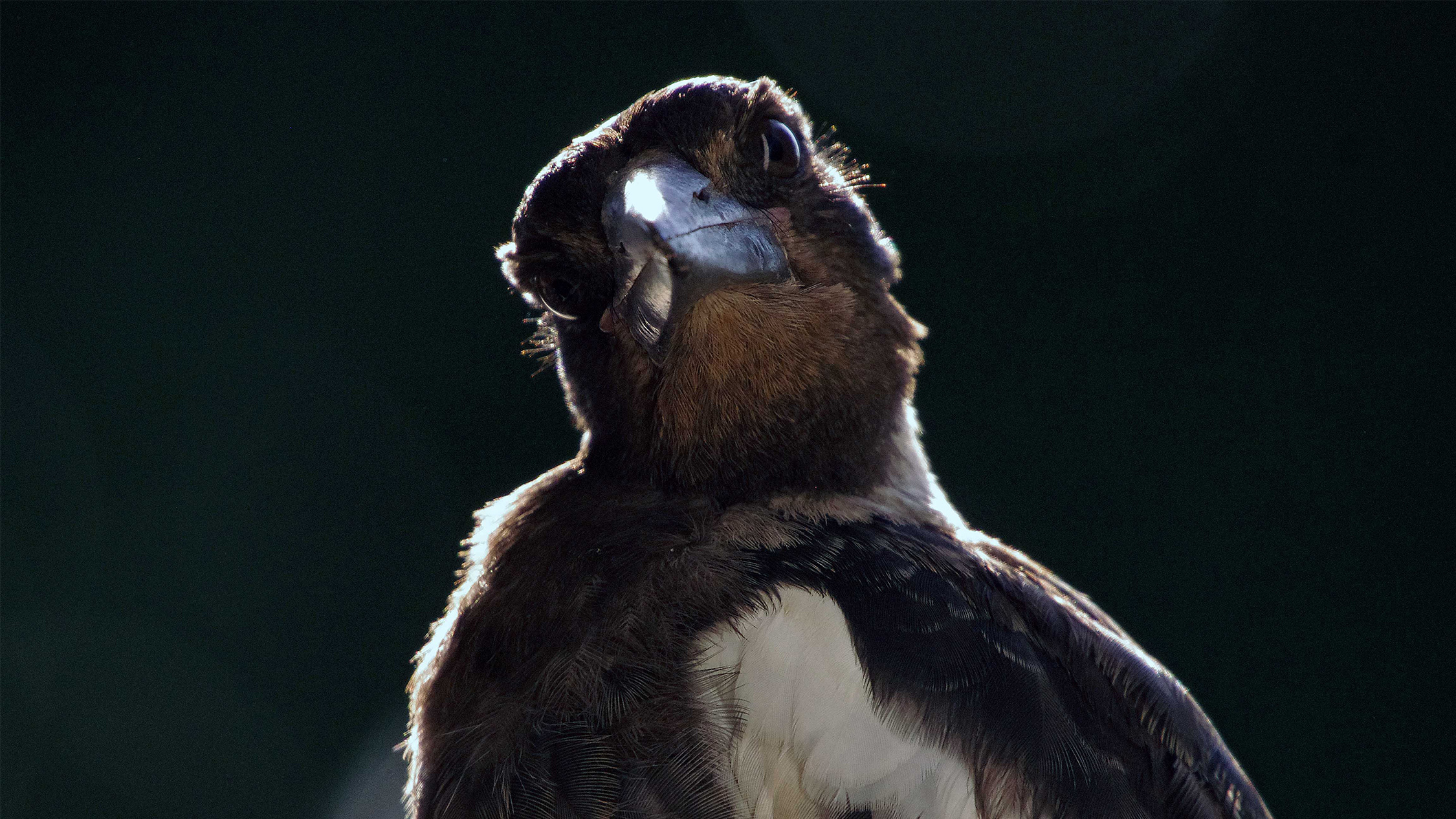 Magpie swooping season has started early for Melbourne in 2023