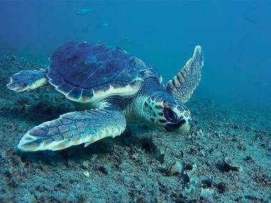 Save the sea turtle Save the sea turtle