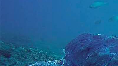 Save the sea turtle Save the sea turtle