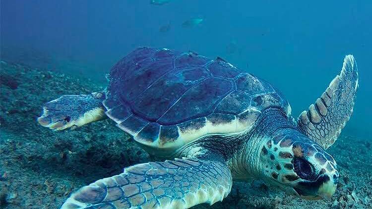 Save the sea turtle