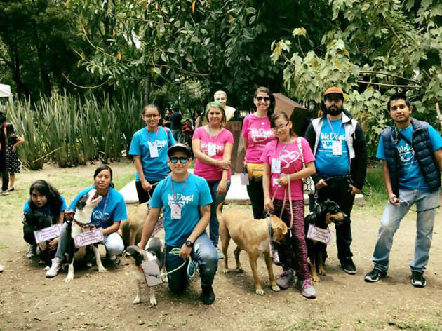 WeDogs! WeDogs! aplicación para pasear a tu perro