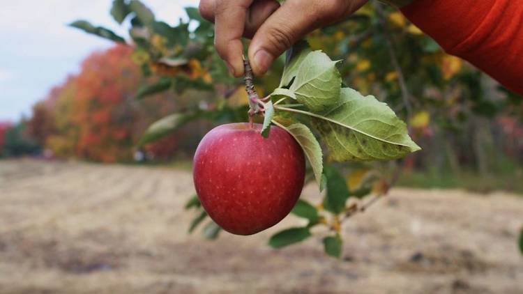 Styer Orchard