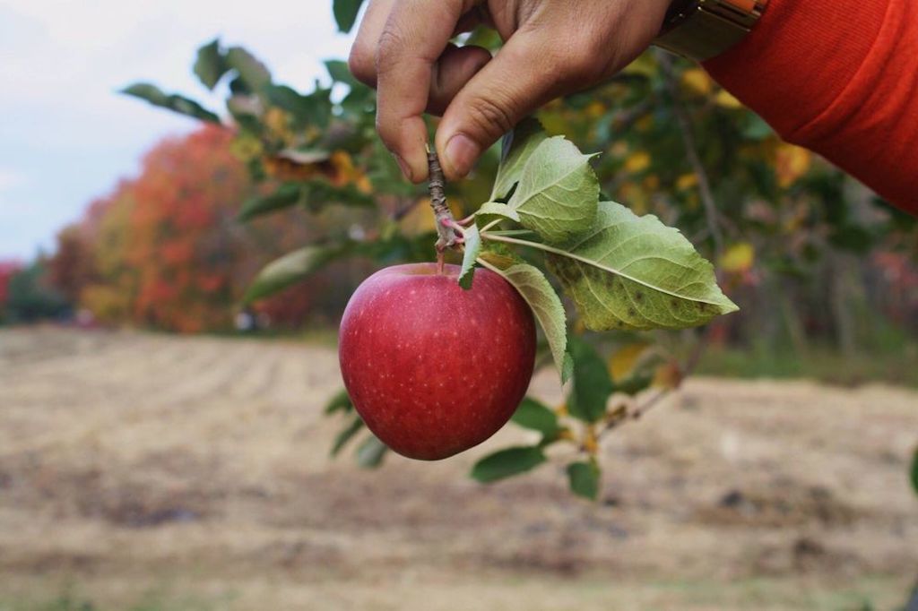 Styer Orchard Attractions in Philadelphia