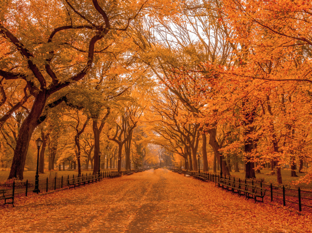 Best Fall Foliage In New York From Central Park To The Catskills