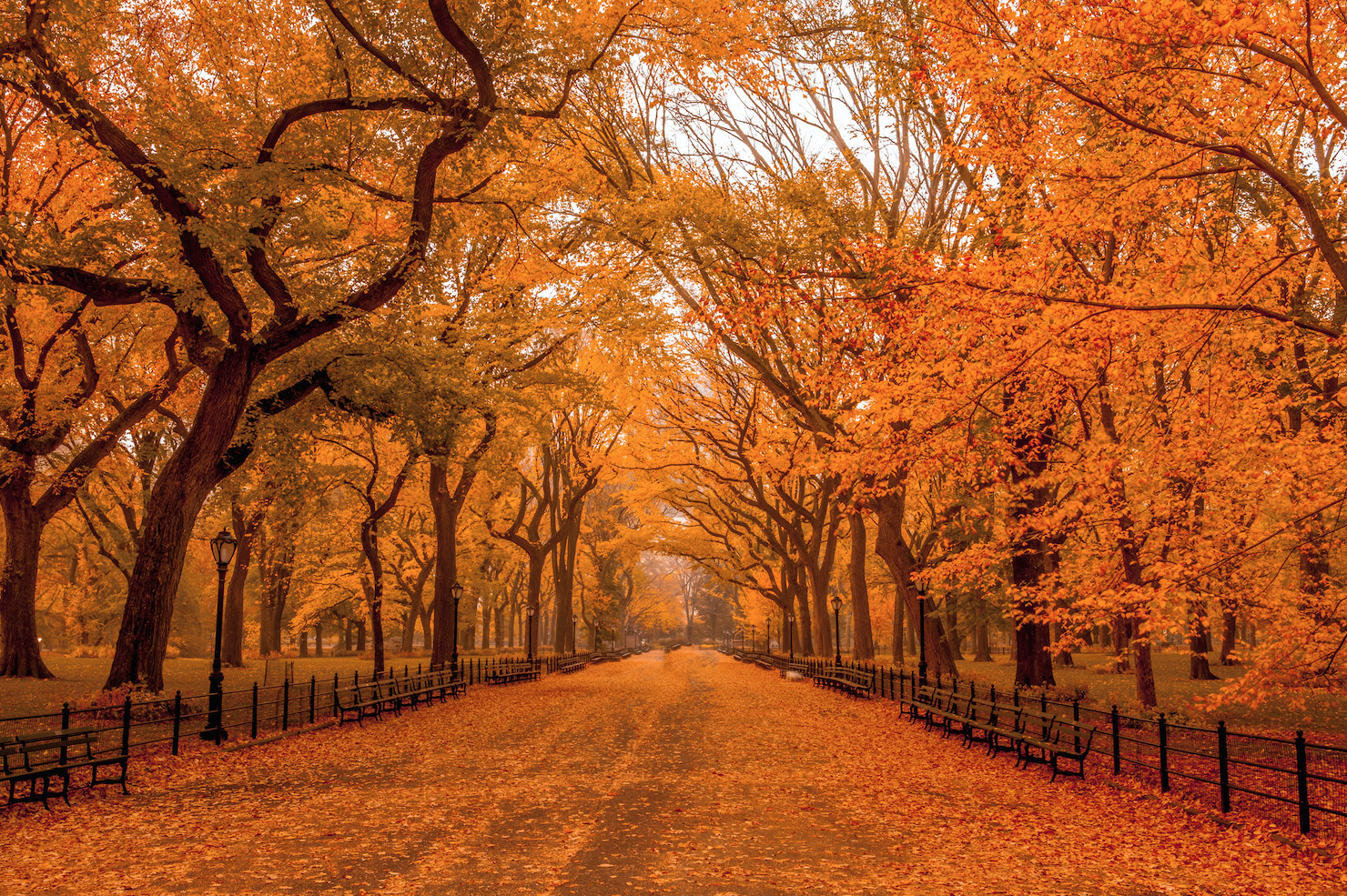 This fall foliage report predicts prime times for leafpeeping in New York