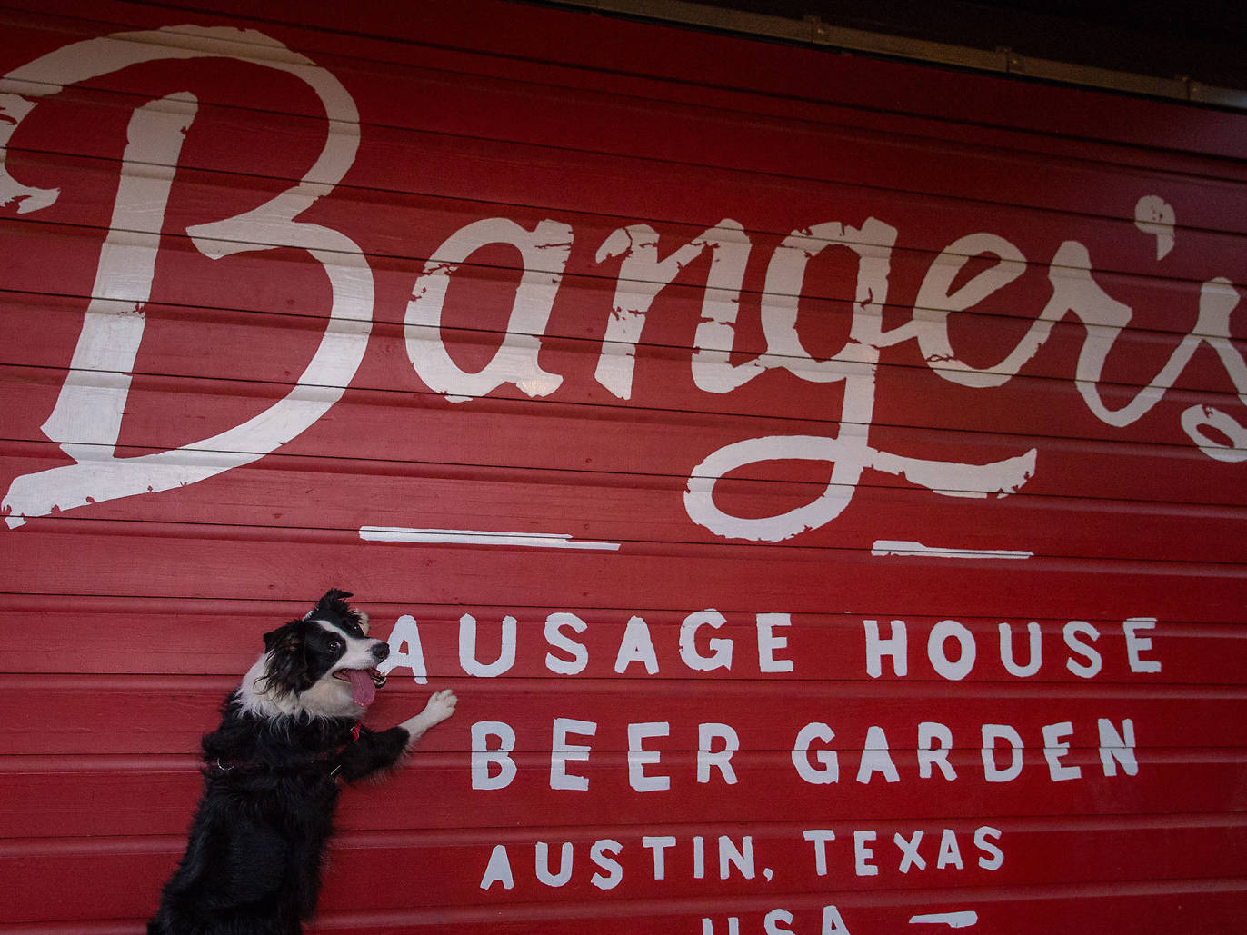 Best dogfriendly restaurants in Austin to take your pup on a date