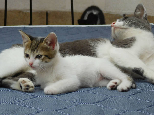 Qué hacer con las mascotas en caso de sismo Qué hacer con las mascotas en caso de sismo
