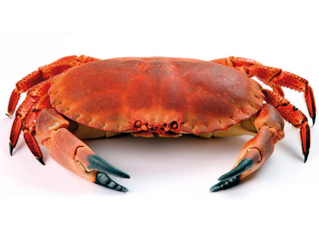 Sapateira Sapateira