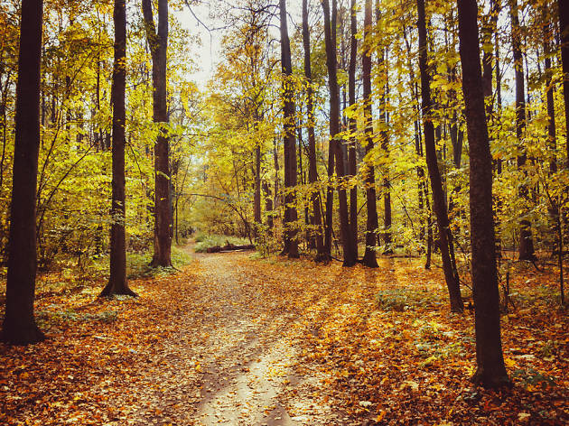Bosque Bosque