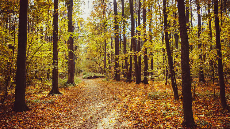 Los bosques más bonitos