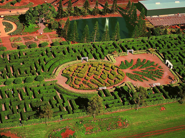 Dole Plantation Pineapple Maze in Oahu, HI Dole Plantation Pineapple Maze in Oahu, HI