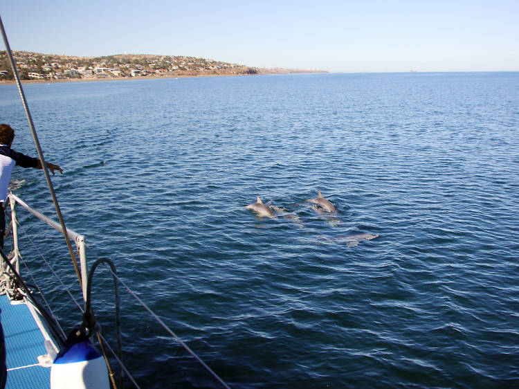 Swim with the dolphins