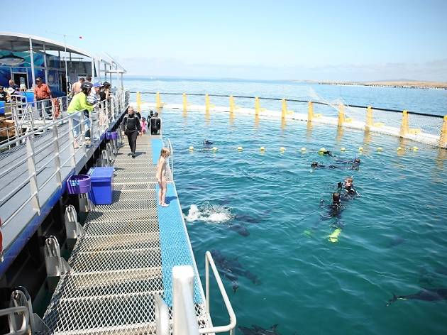 Oceanic Victor Swim with tuna Oceanic Victor Swim with tuna