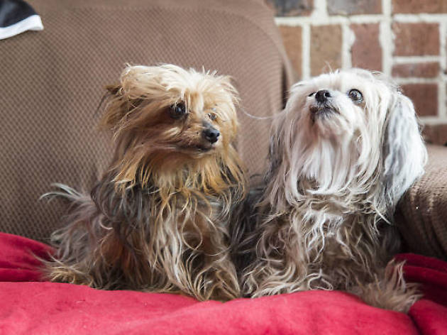 Sitios web para encontrar a tu mascota tras el sismo en la CDMX Sitios web para encontrar a tu mascota tras el sismo en la CDMX
