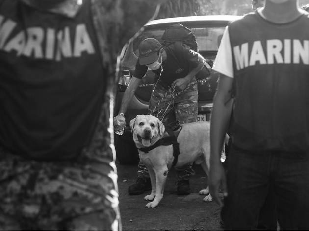 Rescatando en cuatro patas: los perros brigadistas que apoyaron en el sismo de la CDMX Rescatando en cuatro patas: los perros brigadistas que apoyaron en el sismo de la CDMX