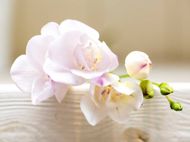Rapid Flore Rapid Flore