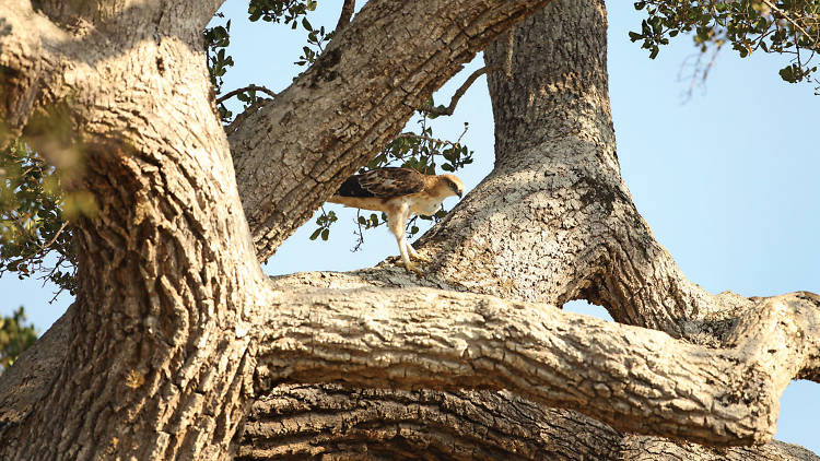 Changeable Hawk Eagle