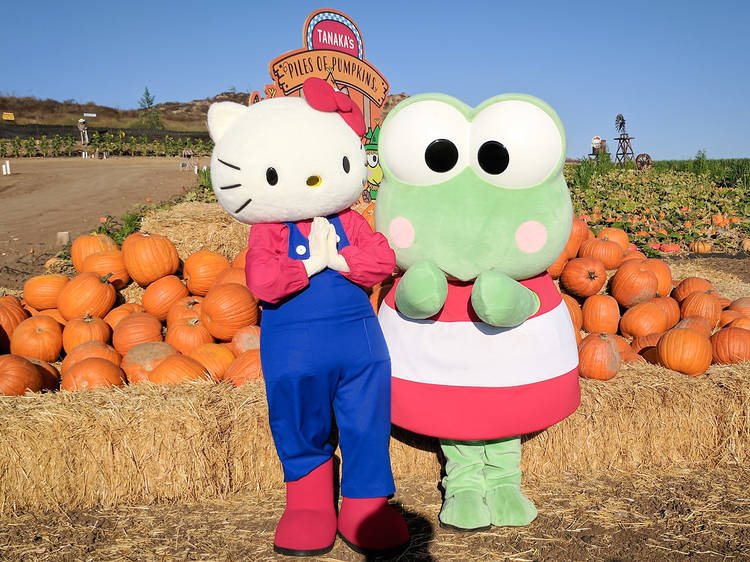 Take a tour of the adorable Hello Kitty pumpkin patch in Irvine