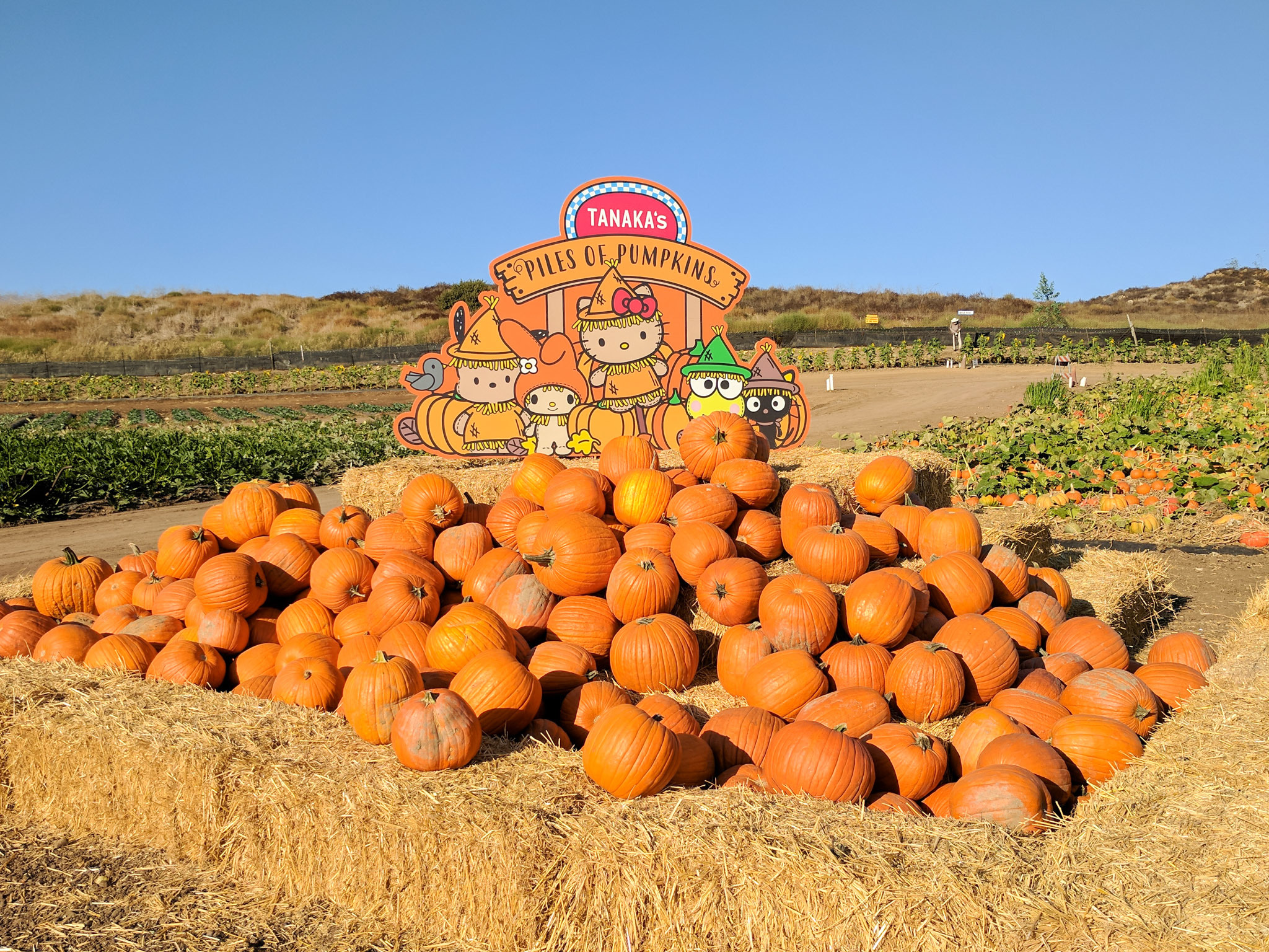 Pumpkin patch irvine