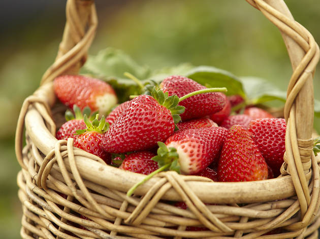 golden ridge strawberry farm