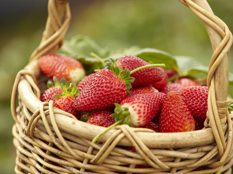 Bring the family to the Ponchatoula Strawberry Festival