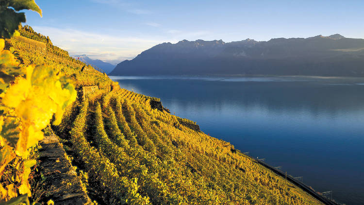 Sample fine wines among the vineyards