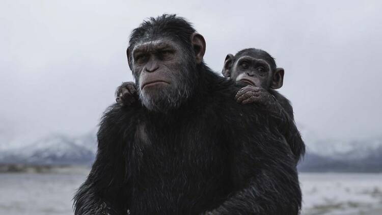 Andy Serkis as Caesar in War For The Planet Of The Apes, directed by Matt Reeves.&#13;Copyright: 2017 Twentieth Century Fox Film Corporation. All Rights Reserved.