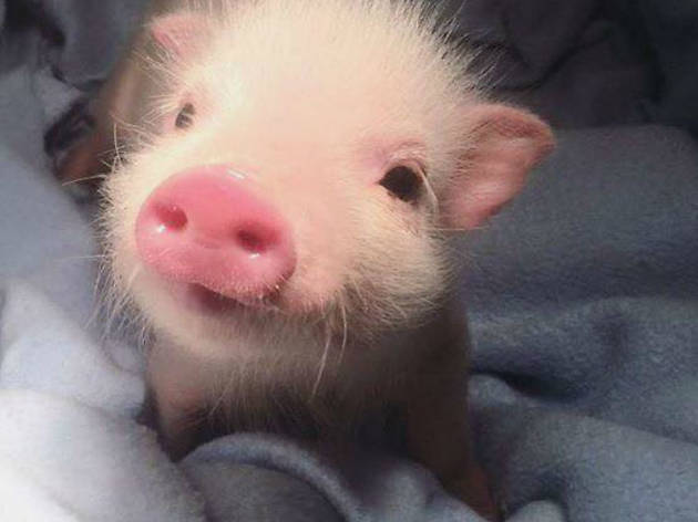 Mini pigs Mini pigs