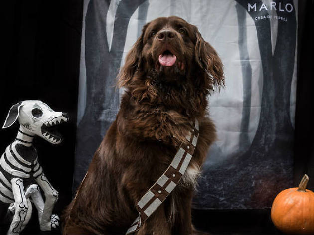 Los mejores disfraces de Halloween para tu mascota Los mejores disfraces de Halloween para tu mascota