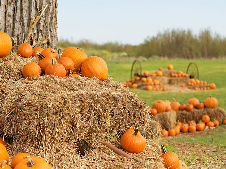 Austin's top pumpkin patches