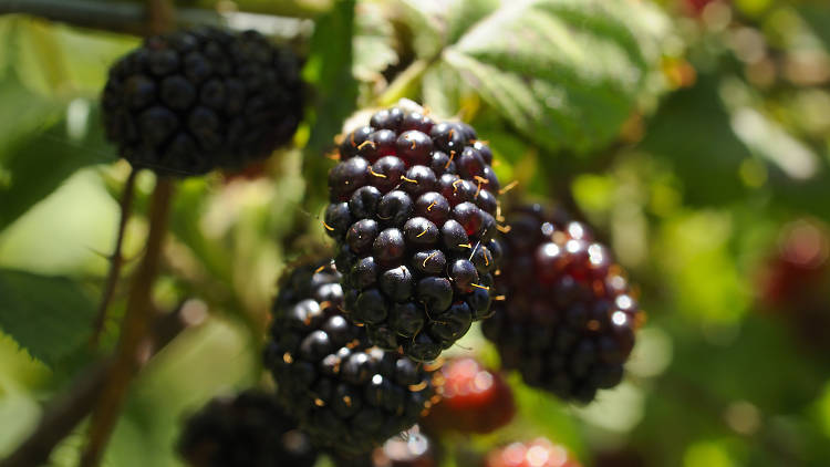 Sunny Creek Berry Farm, West Gippsland