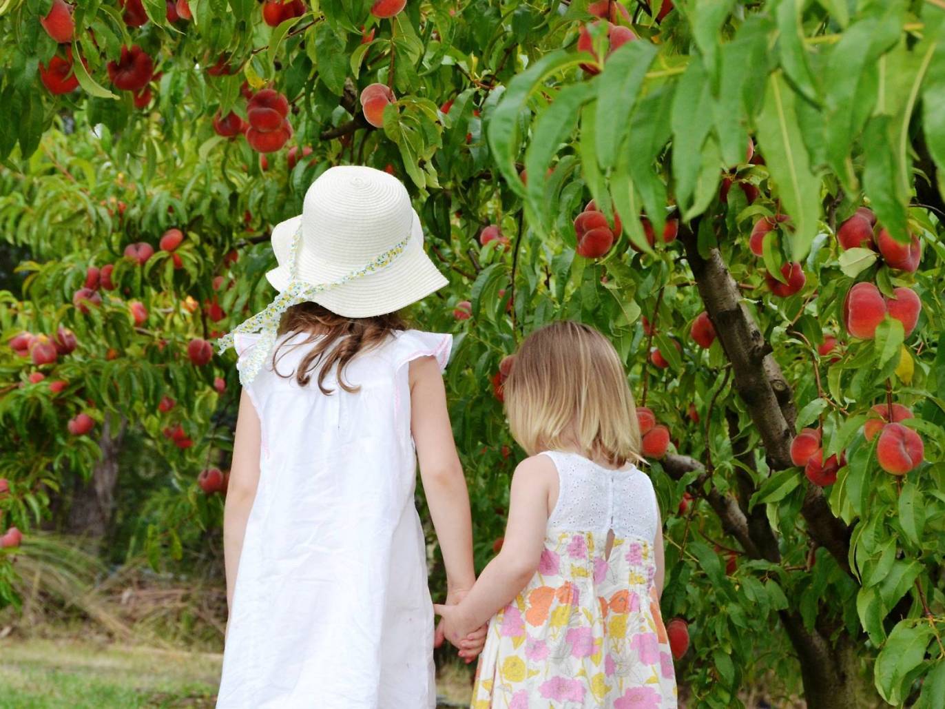The best places for fruit picking near Melbourne Pick your own fruit
