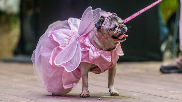 HOWL-O-WEEN Pet Costume Contest & Fall Fest - The Bourse
