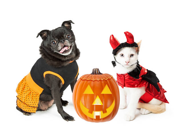 Eventos de Halloween para tu mascota Eventos de Halloween para tu mascota