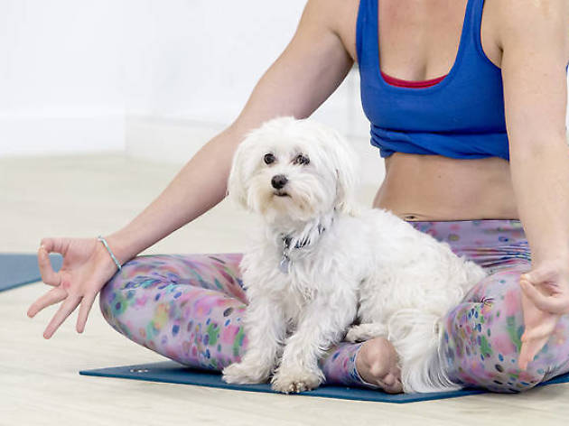 Doga: yoga con tu perro Doga: yoga con tu perro