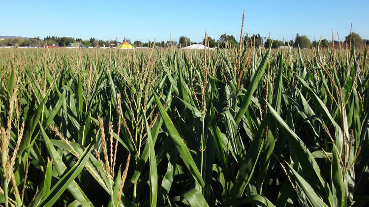 Petaluma Pumpkin Patch and Amazing Corn Maze