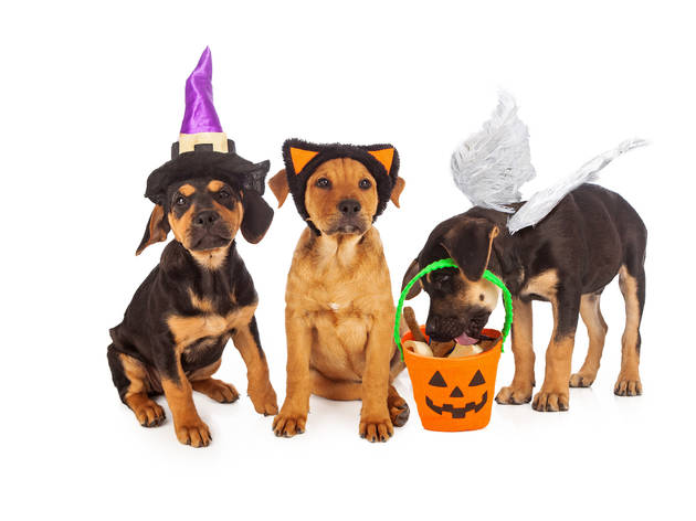 pasteles y pan de muerto para perros pasteles y pan de muerto para perros