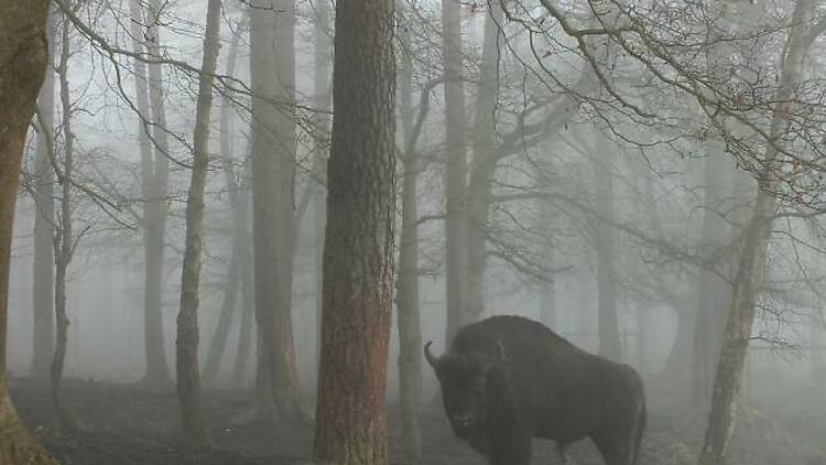 Meet bison in the New Forest 