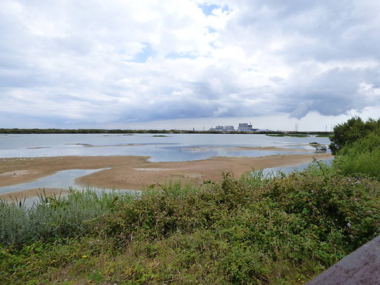 Get your binoculars out at Dungeness 