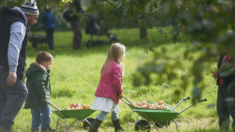 Pick apples at Glastonbury