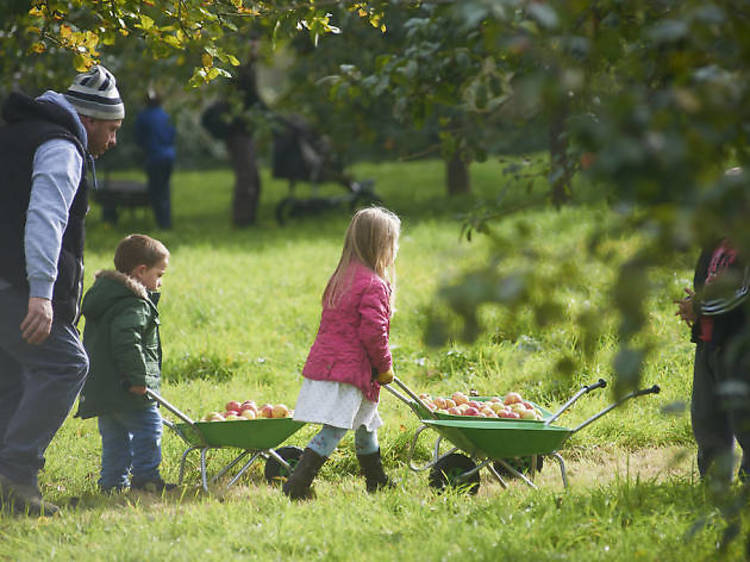 Pick apples at Glastonbury