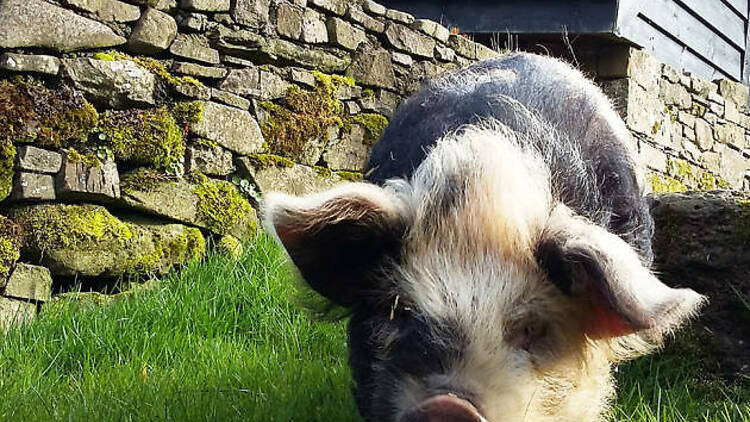 Go on a piggy walk in the Brecon Beacons