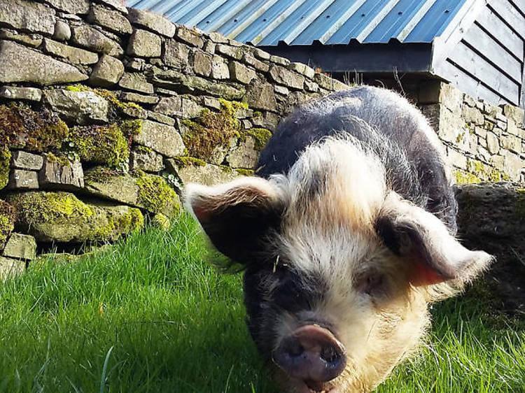 Go on a piggy walk in the Brecon Beacons