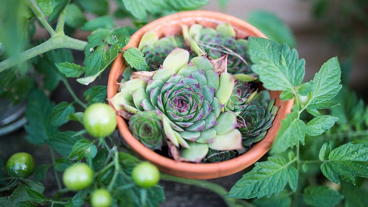 Generic pot plants