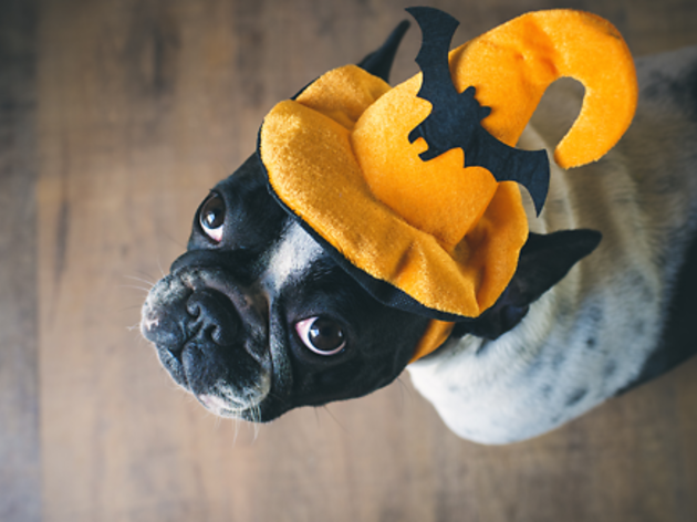 Dog in halloween hat Dog in halloween hat