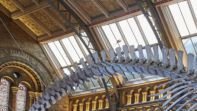 Hintze Hall at the Natural History Museum