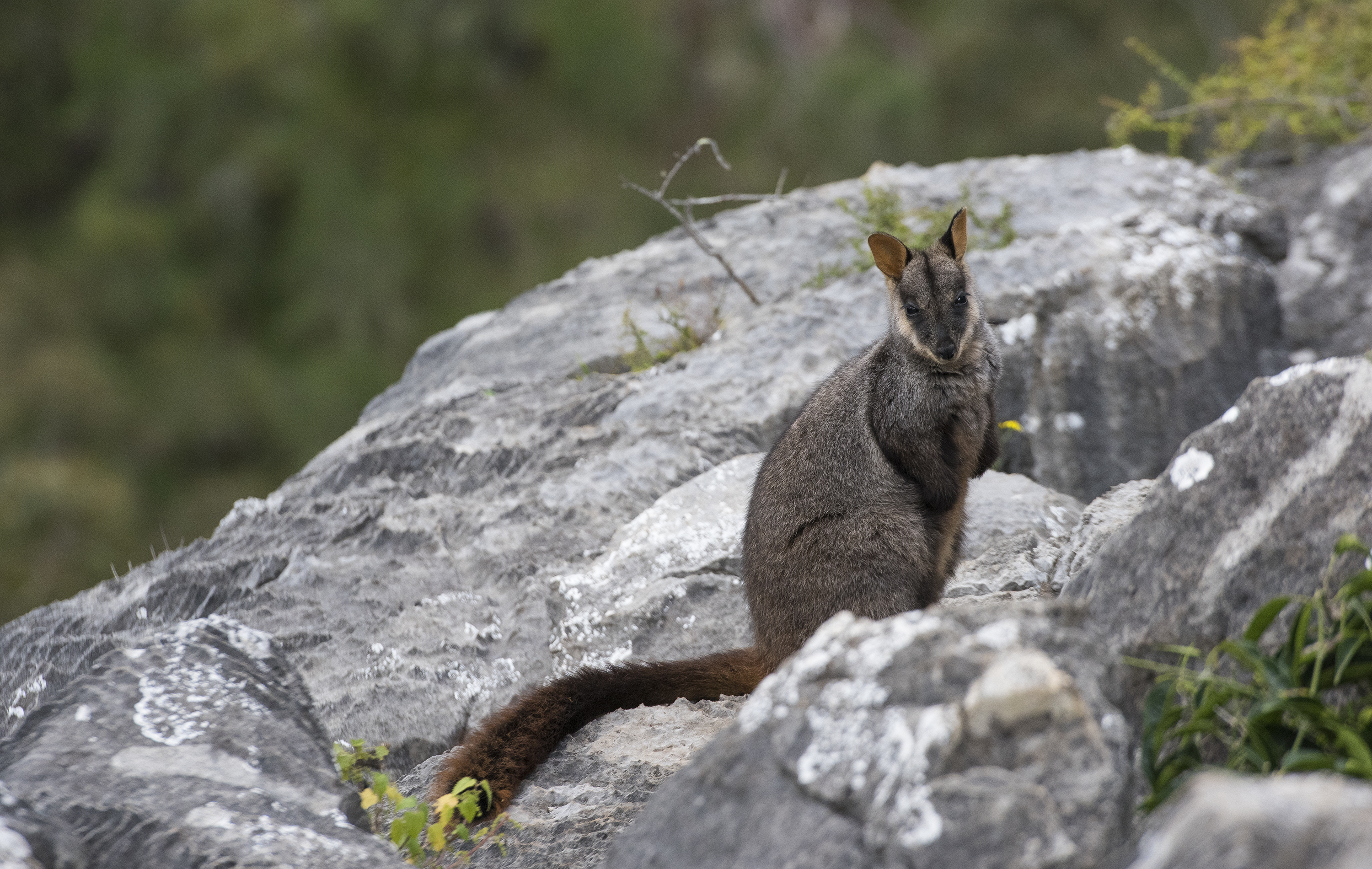 Back Ridge Animals Five animals you’ll meet on a Blue Mountains bushwalk